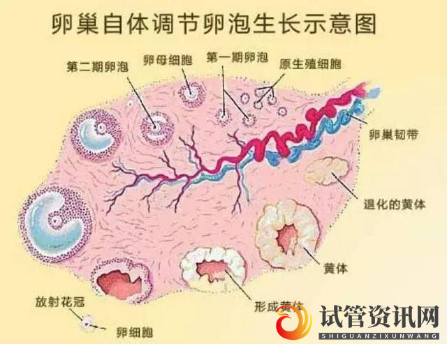 成都30岁女孩的试管心酸史,为什么有些人想当妈妈,却这(图8)