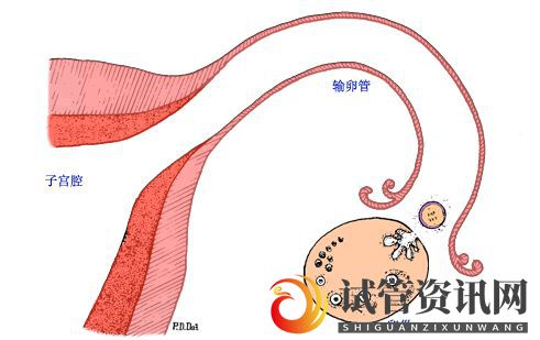 成都40多了,怀孕的几率还有多少做供卵试管几率又是多(图2)