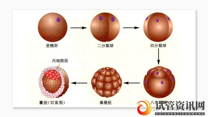 成都试管婴儿费用大约多少2022年——最全面的费用详解(图4)