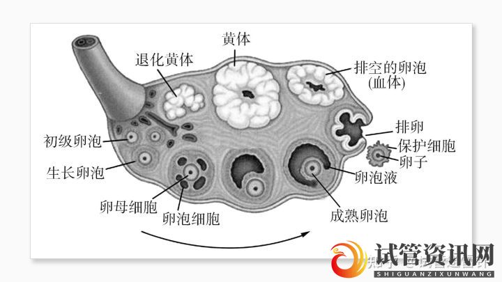 成都试管婴儿费用大约多少2022年——最全面的费用详解(图3)