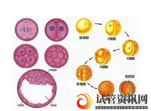 试管养囊后男孩女孩的比例有哪些因素(图1)