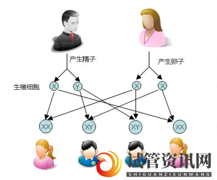 试管婴儿可以做双胞胎选性别吗？(图1)