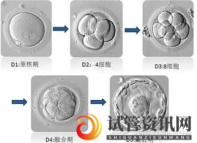 做试管流程是怎么样的不懂得请看这里哦(图7)