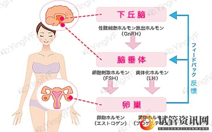 试管婴儿促排卵,4类药物和6种方案总结(图2)