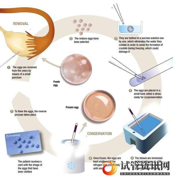 关于冻卵你需要知道这些事(图3)