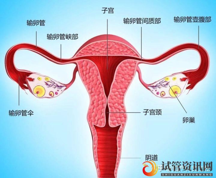 试管适应症_第一代、第二代、第三代试管婴儿(图1)