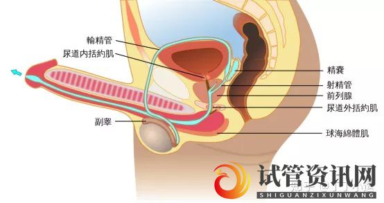 憋精不射,精液去哪了_对身体有害吗(图3)