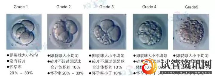 试管婴儿要不要养囊_先教你三招提高卵子质量(图2)