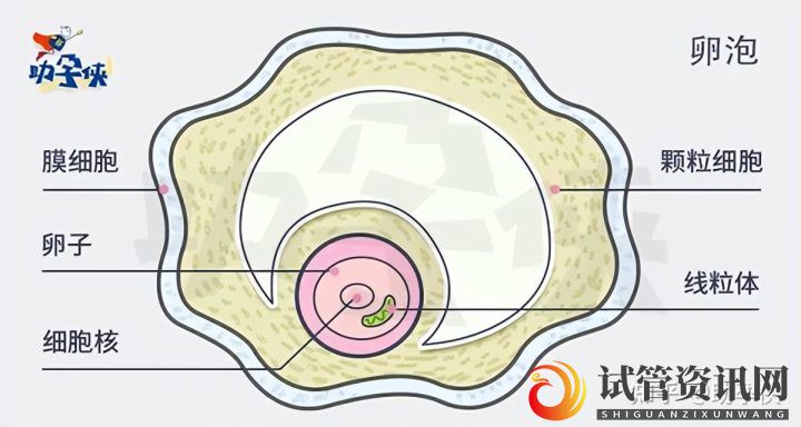 试管婴儿要不要养囊_先教你三招提高卵子质量(图6)