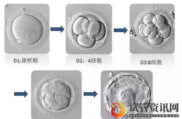 什么是试管养囊_听说养囊成功率高,我也可以养吗(图2)