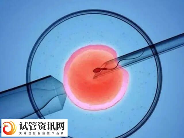 黄体和卵泡囊胚为生理性囊胚